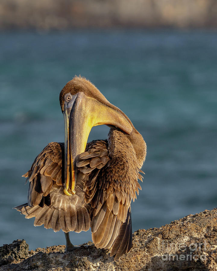 Galapagos Brown Pelican in Afternoon Sun at Genovesa Photograph by Nancy Gleason