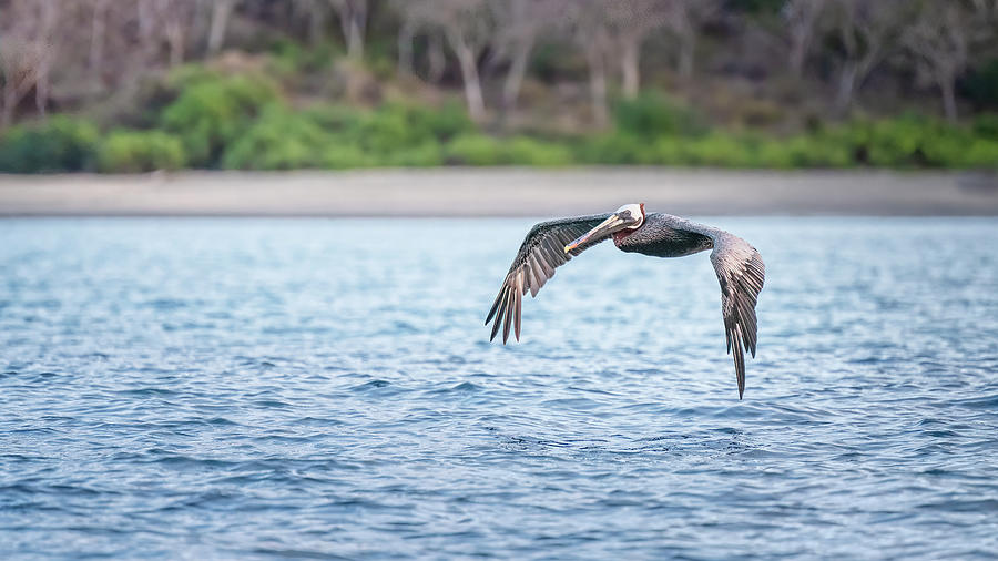Galapagos Brown Pelican in Flight Photograph by Joan Carroll
