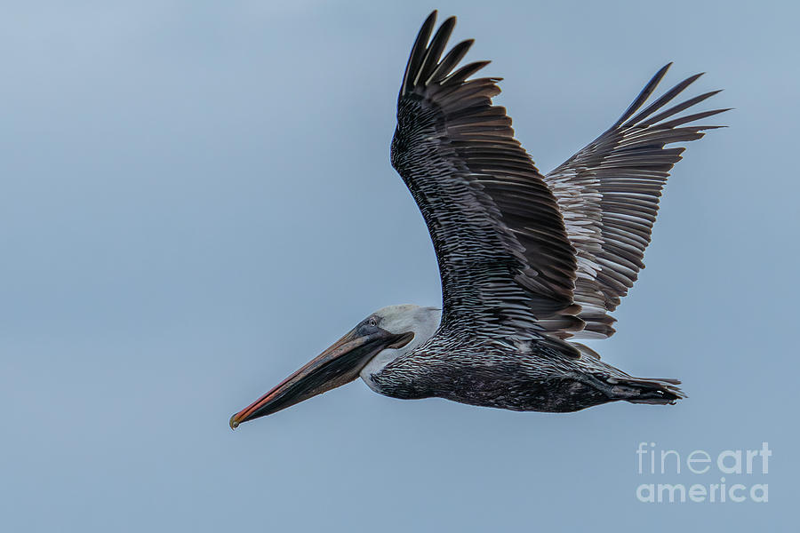 Galapagos Brown Pelican in Flight Photograph by Nancy Gleason