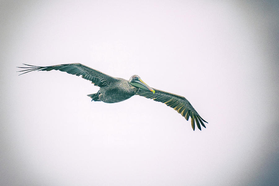 Galapagos Brown Pelican Photograph by Joan Carroll