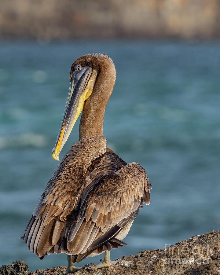 Galapagos Brown Pelican on Rock at Genovesa Photograph by Nancy Gleason