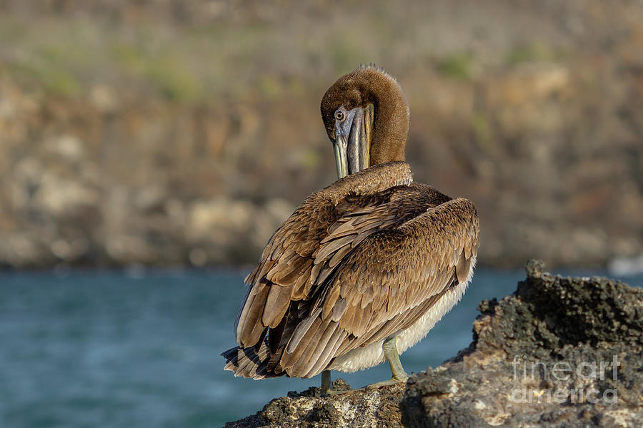 Galapagos Brown Pelican Preening at Genovesa Photograph by Nancy Gleason