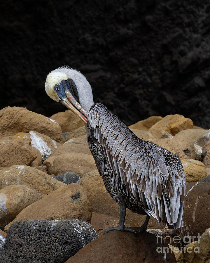 Galapagos Brown Pelican Preening Photograph by Nancy Gleason