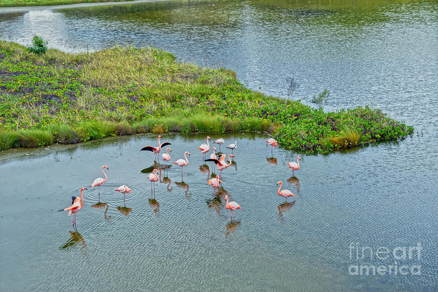 Galapagos Flamingos Photograph by Catherine Sherman