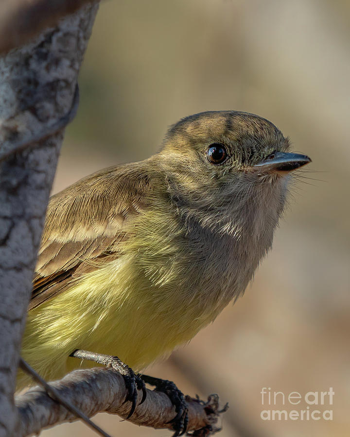 Galapagos Flycatcher Close-up Photograph by Nancy Gleason