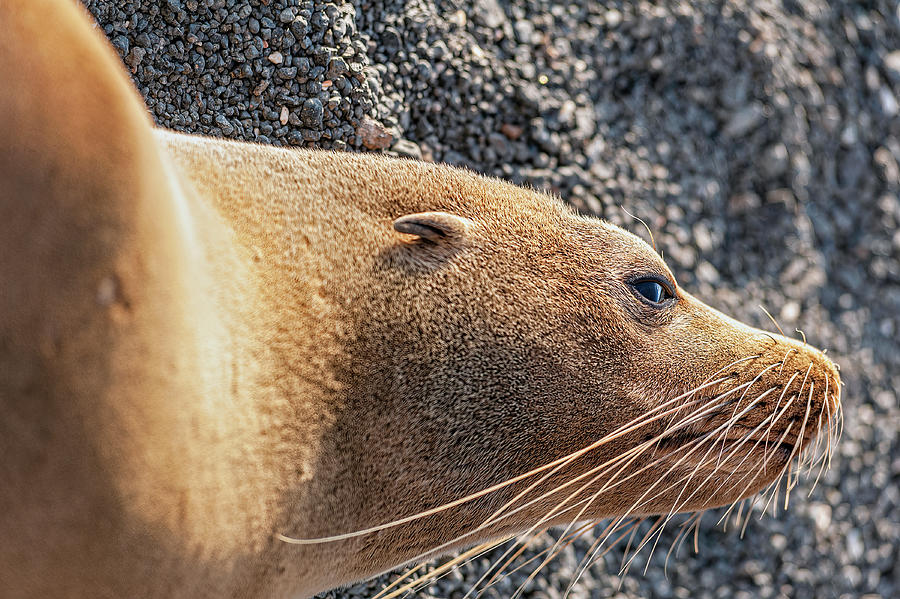 Galapagos Fur Sea lion resting in the sun Photograph by Henri Leduc