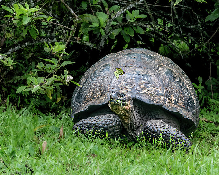 Galapagos Giant Tortoise Photograph by Gary Friedlander - Fine Art America