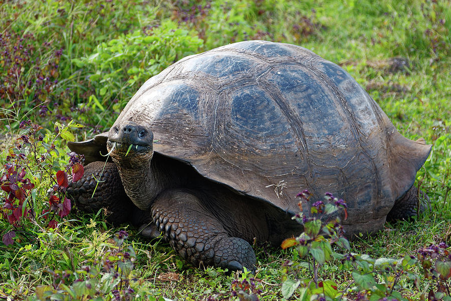 Galapagos Giant Tortoise Munching Photograph by Sally Weigand - Fine ...