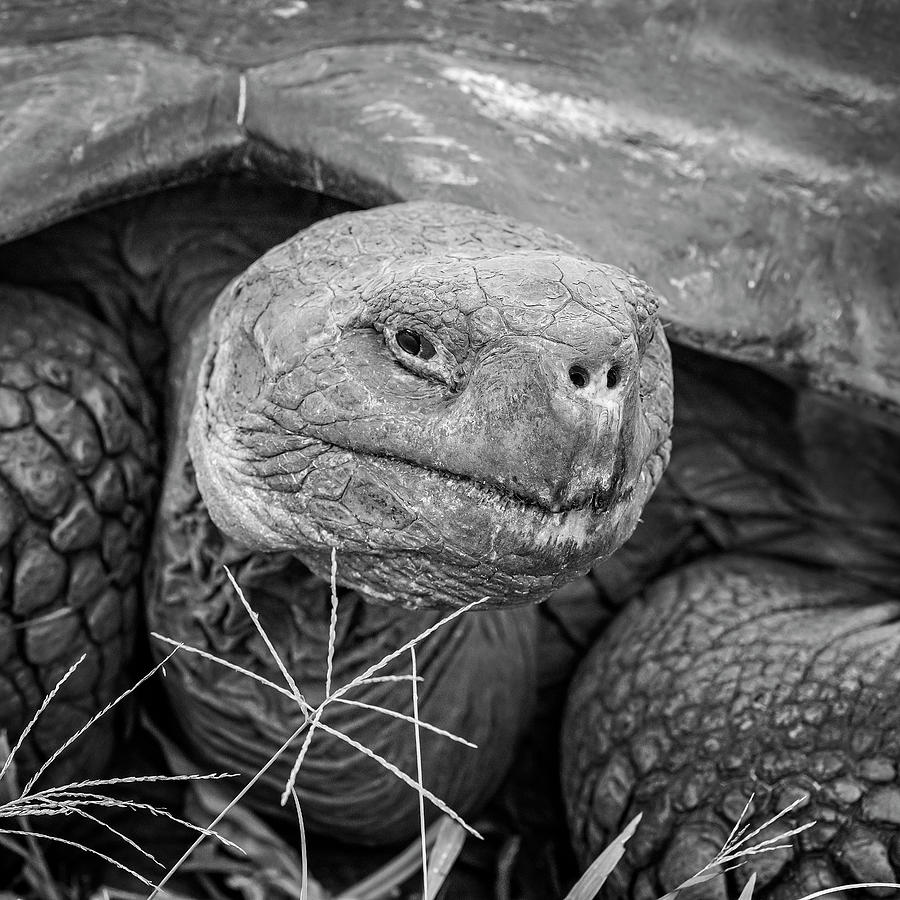 Galapagos Giant Tortoise Portrait II BW Photograph by Joan Carroll