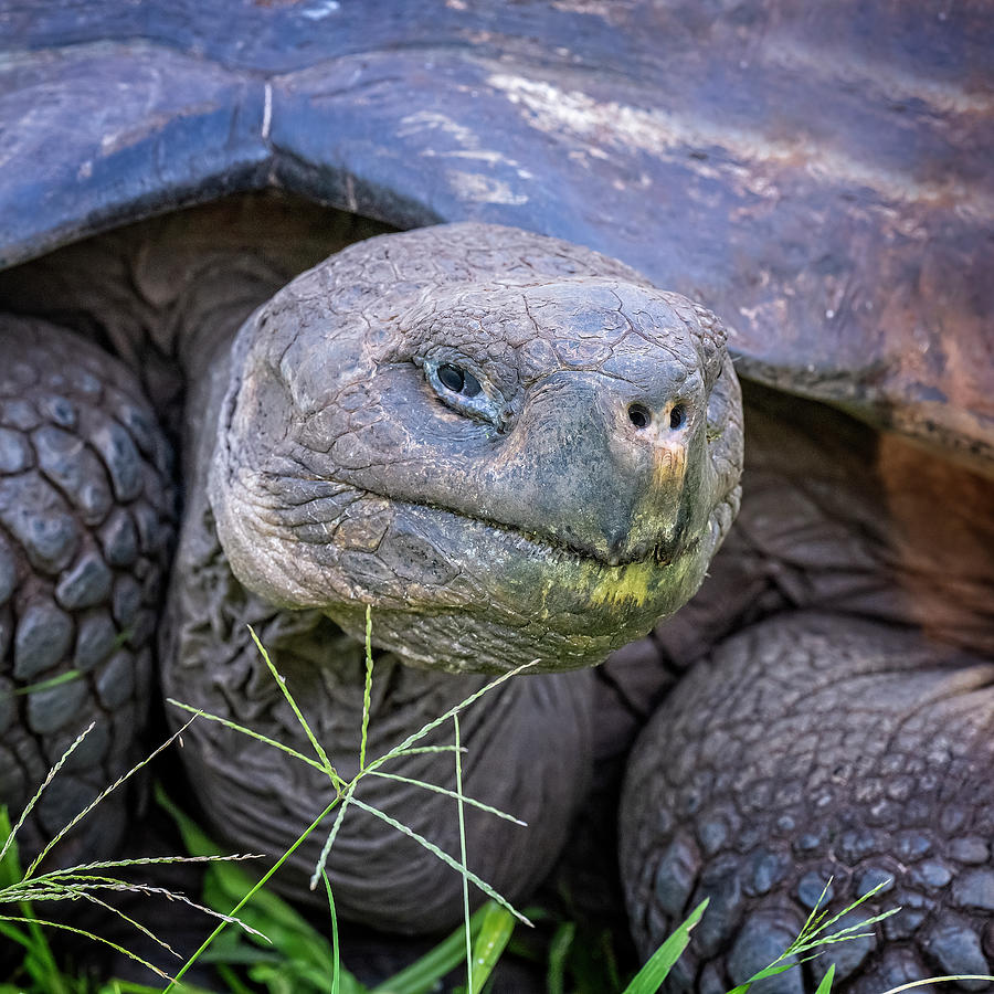 Galapagos Giant Tortoise Portrait II Photograph by Joan Carroll