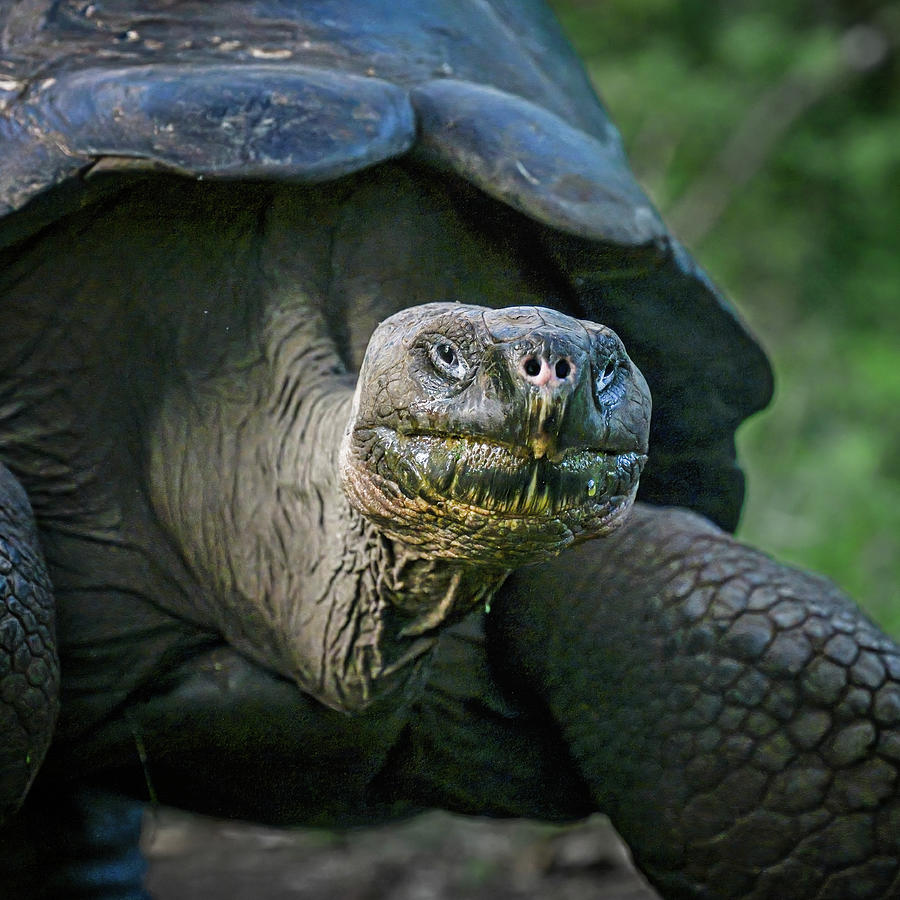 Galapagos Giant Tortoise Portrait Photograph by Joan Carroll
