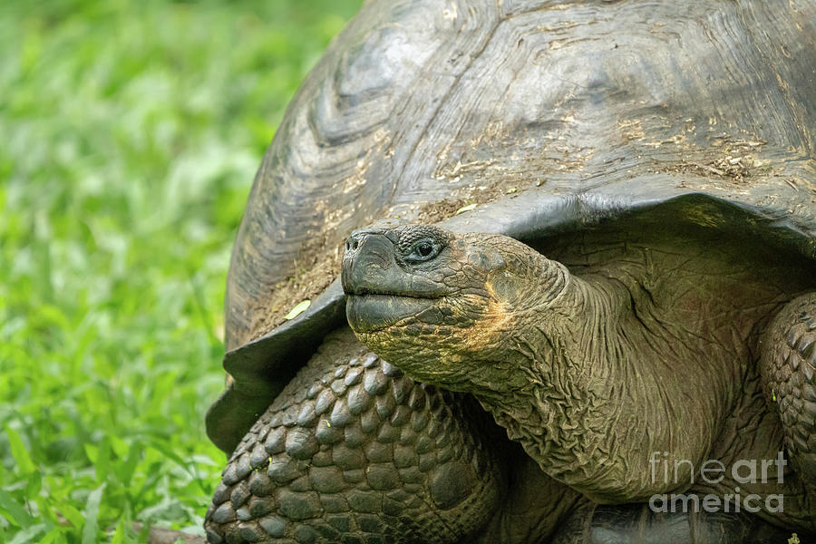 Galapagos Giant Tortoise Portrait Photograph by Nancy Gleason