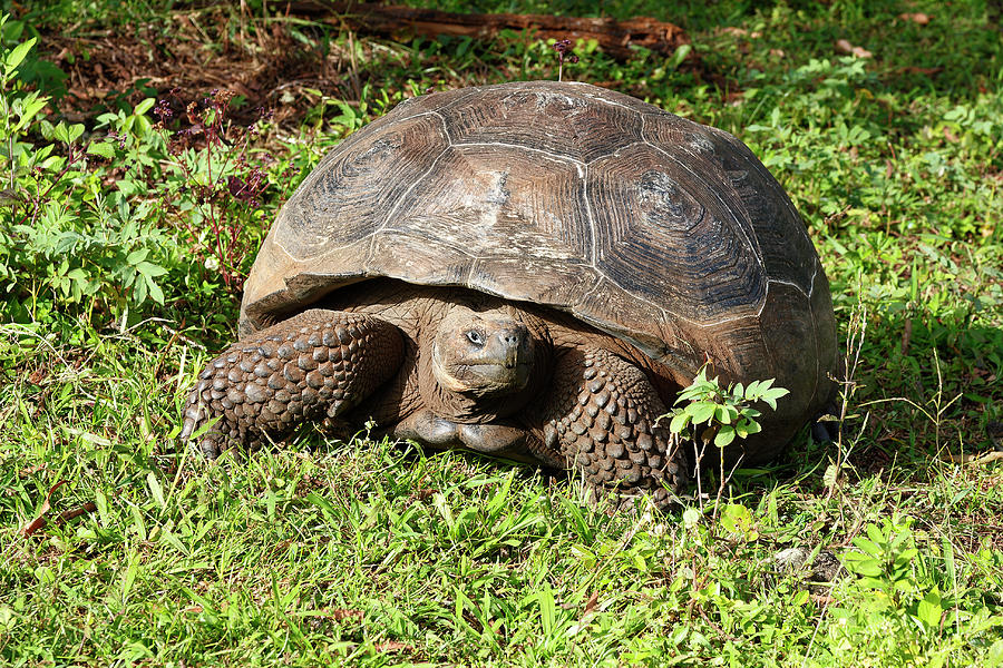 Galapagos Giant Tortoise Portrait Photograph by Sally Weigand | Fine ...