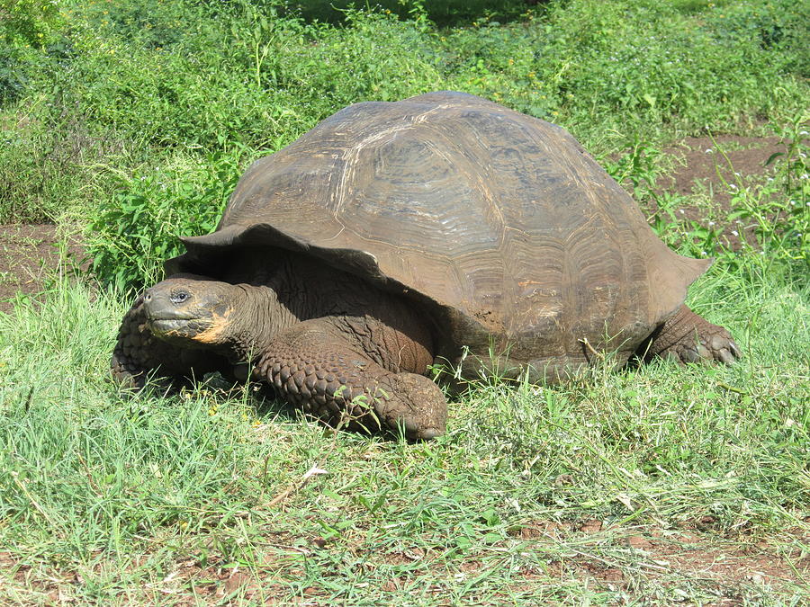 Galapagos Giant Tortoise Photograph By Richard Miller - Fine Art America