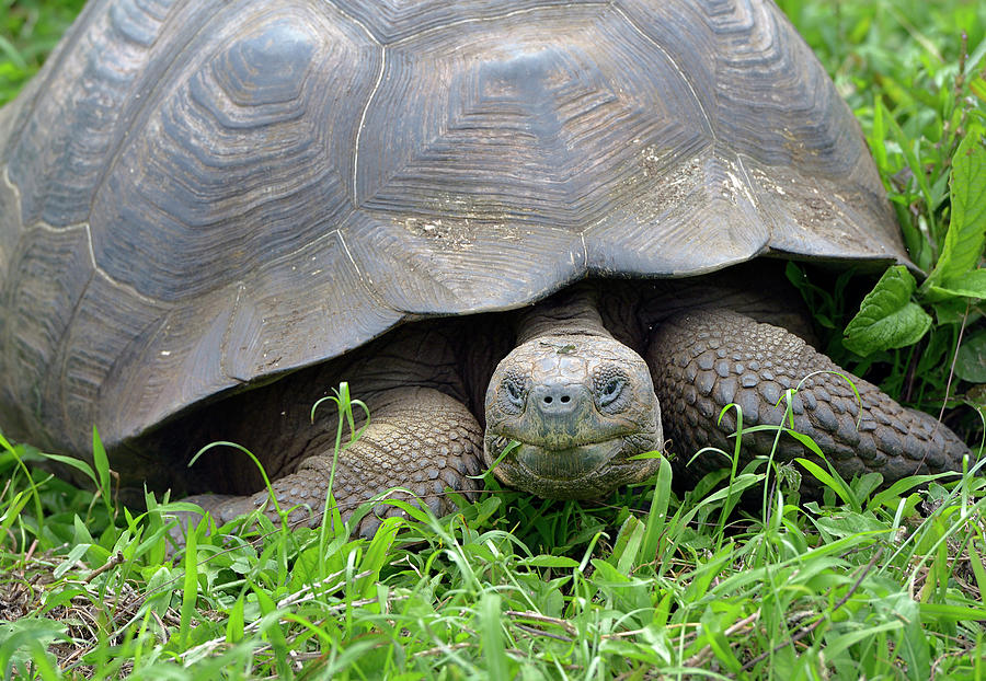 Galapagos giant tortoise, Santa Cruz Island, Galapagos Islands, Ecuador Photograph by Kevin Oke