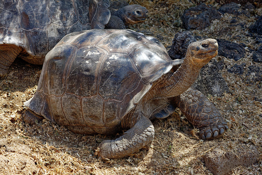 Galapagos Giant Tortoise Walking III Photograph by Sally Weigand - Fine ...