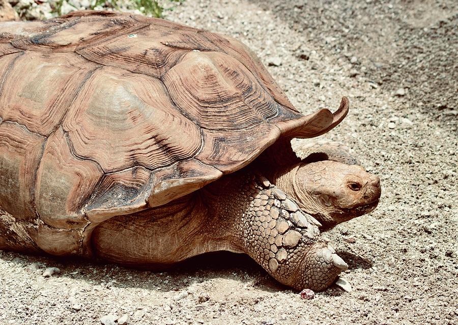 Galapagos Giant Tortoise Photograph by Warren Thompson