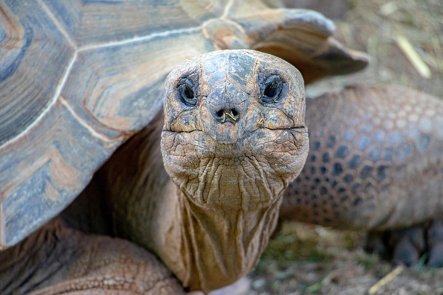 Galapagos Giant Turtle Photograph by Jean Haynes | Pixels