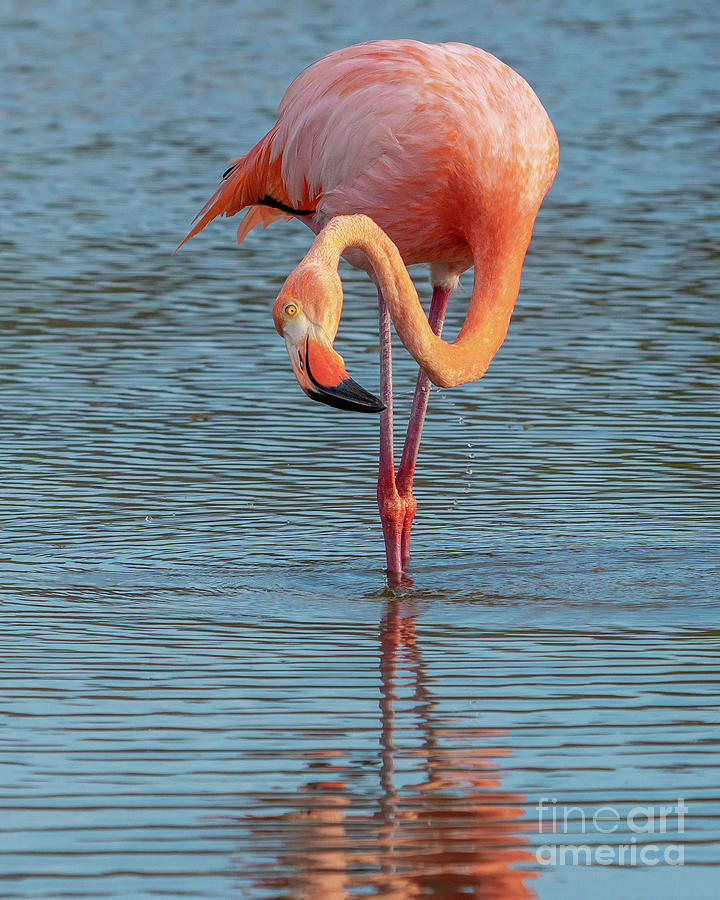 Galapagos Greater Flamingo Makes a Splash Photograph by Nancy Gleason