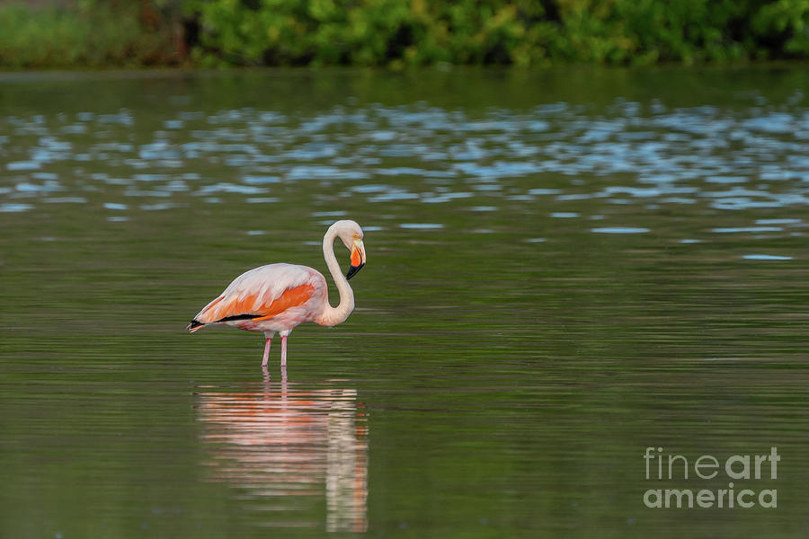 Galapagos Greater Flamingo of Floreana Photograph by Nancy Gleason