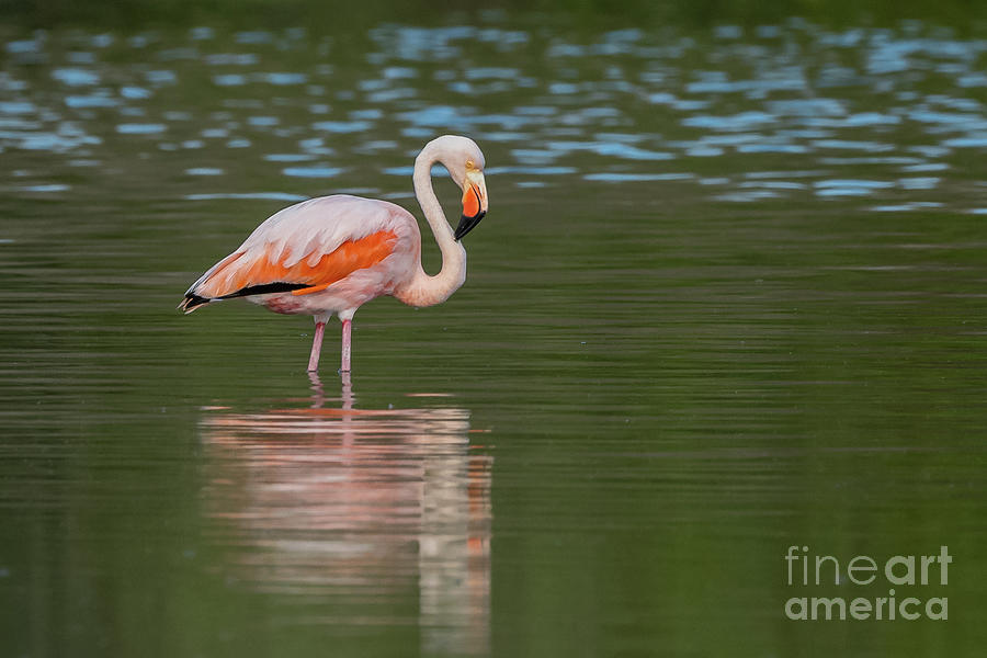 Galapagos Greater Flamingo Portrait Photograph by Nancy Gleason