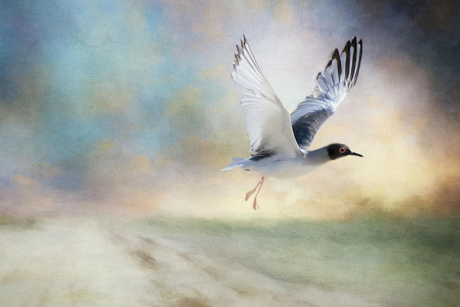 Galapagos Gull in Flight Digital Art by Terry Davis