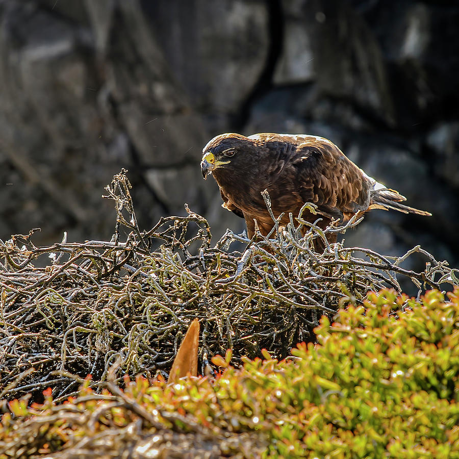 Galapagos hawk at nest Photograph by Henri Leduc