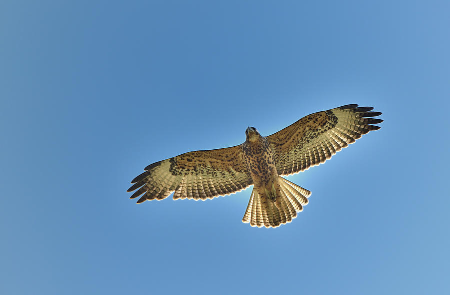 Galapagos Hawk, Buteo galapagoensis, Urbina Bay, Isabela Island, Galapagos Islands, Ecuador Photograph by Kevin Oke