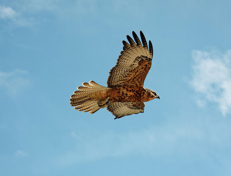 Galapagos Hawk Flying Photograph by Sally Weigand