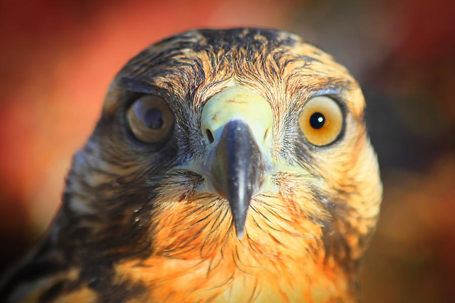 Galapagos Hawk Photograph by Gene Taylor