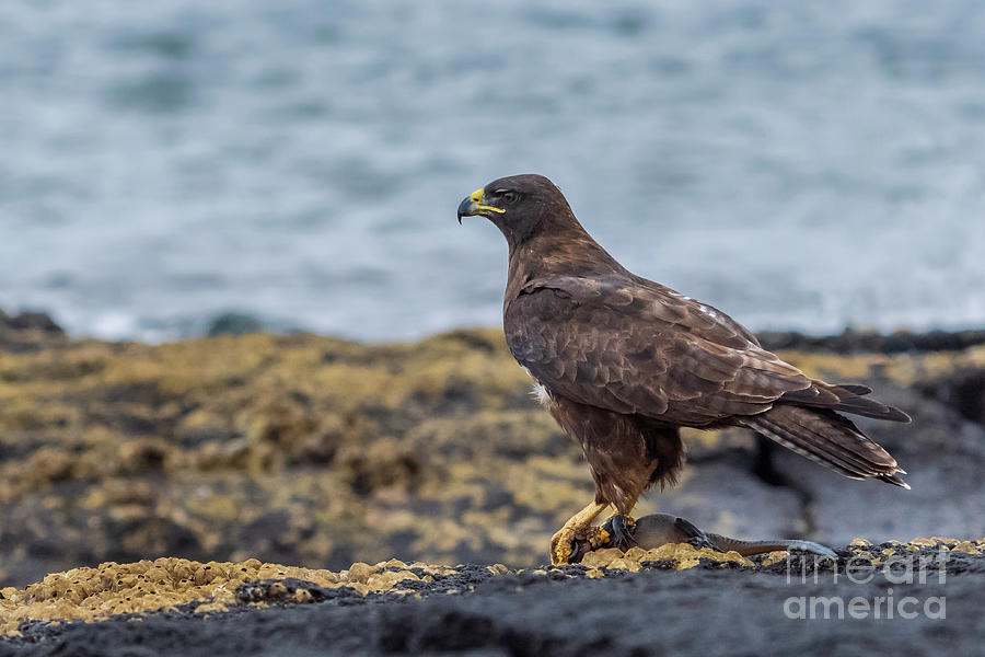 Galapagos Hawk in Profile with Prey Photograph by Nancy Gleason