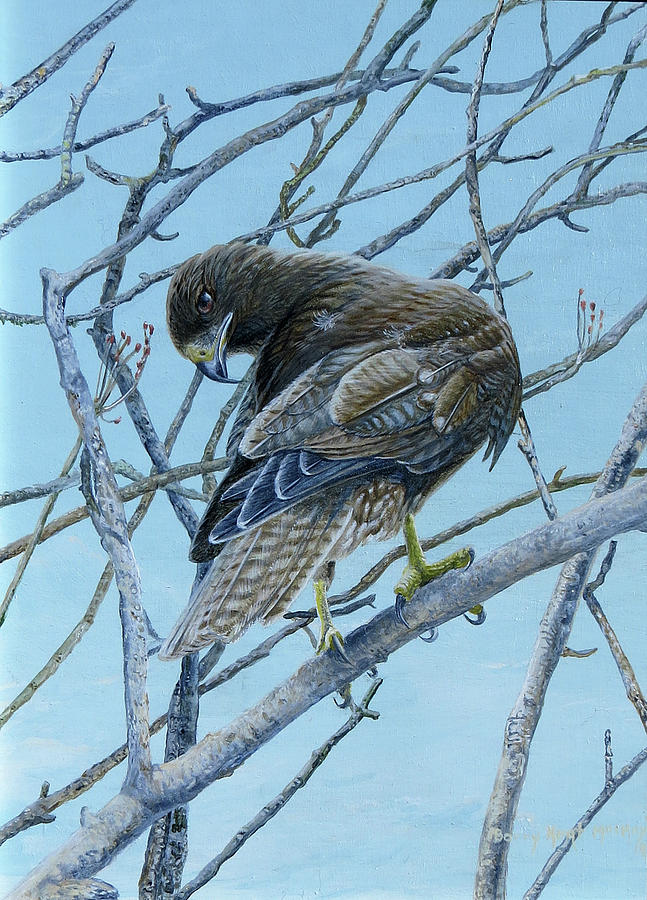 Galapagos Hawk Preening Painting by Barry Kent MacKay