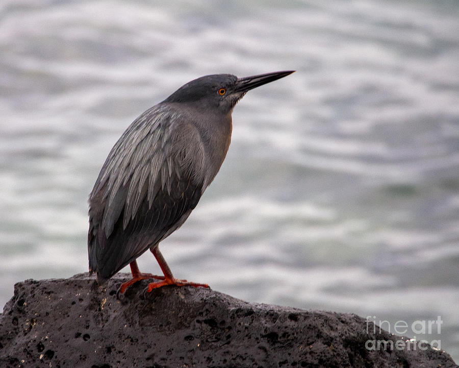 Galapagos Heron Sitting on a Lava Rock Photograph by L Bosco