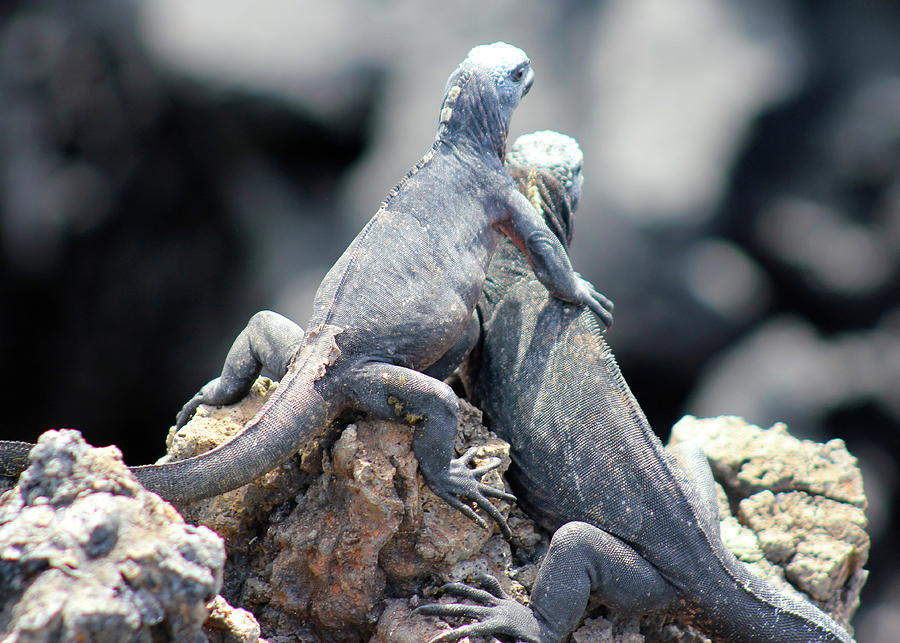Galapagos Iguana Buddies Photograph by Joy Buckels