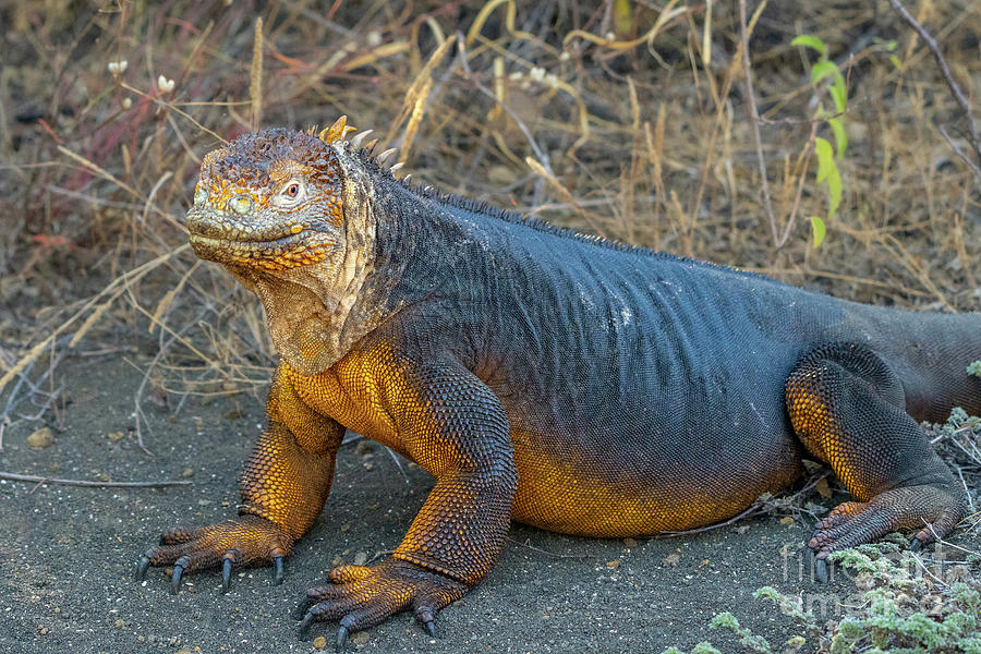 Galapagos Land Iguana at Puerto Egas Photograph by Nancy Gleason