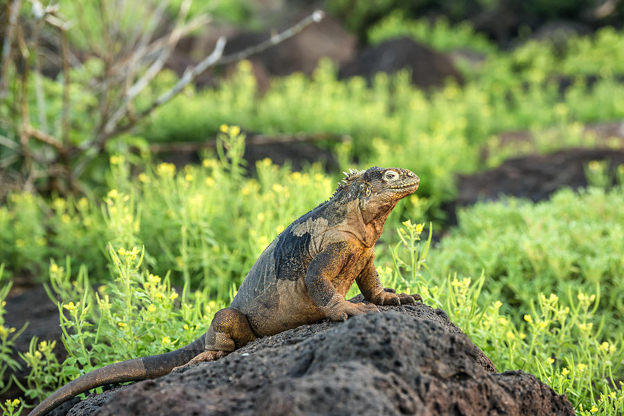 Galapagos land iguana at South Plaza Island Photograph by Guenterguni
