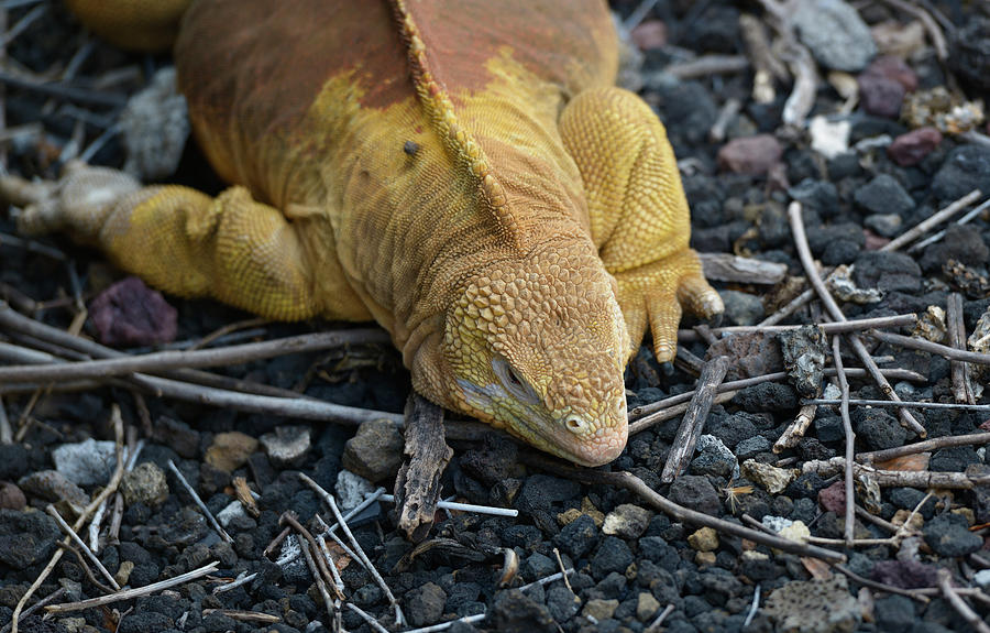 Galapagos land iguana, Conolophus subcristatus, Santa Cruz Island, Galapagos Islands, Ecuador Photograph by Kevin Oke