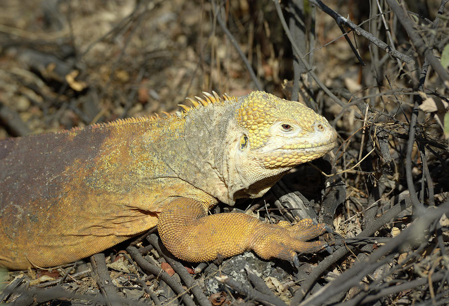 Galapagos land iguana, Conolophus subcristatus, Urbina Bay, Isabela Island, Galapagos Islands, Ecuador Photograph by Kevin Oke