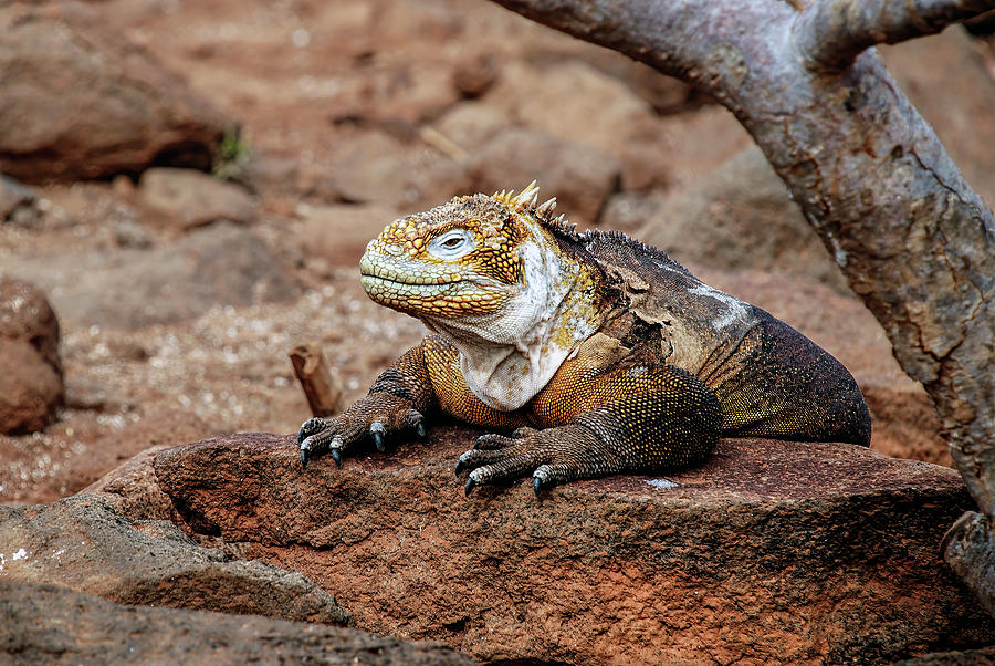 Galapagos land iguana Photograph by Henri Leduc