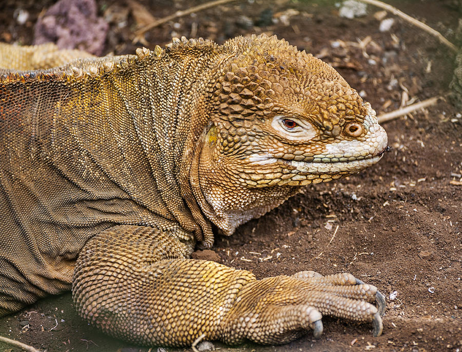 Galapagos land iguana Photograph by Manfred Gottschalk