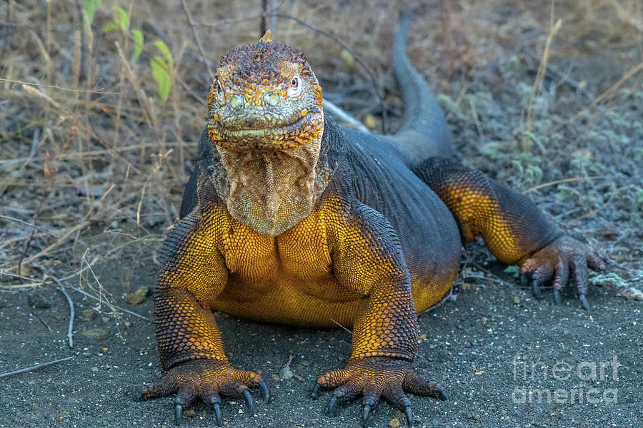 Galapagos Land Iguana of Santiago Island Photograph by Nancy Gleason