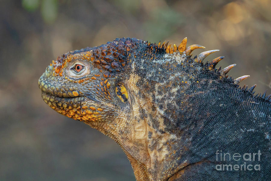 Galapagos Land Iguana Profile Close-up Photograph by Nancy Gleason