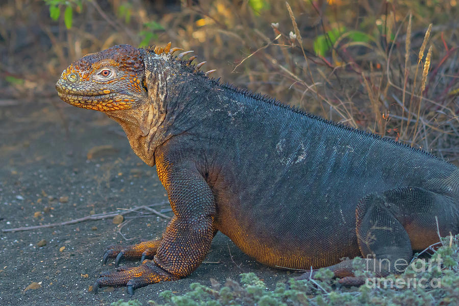 Galapagos Land Iguana Profile  Photograph by Nancy Gleason