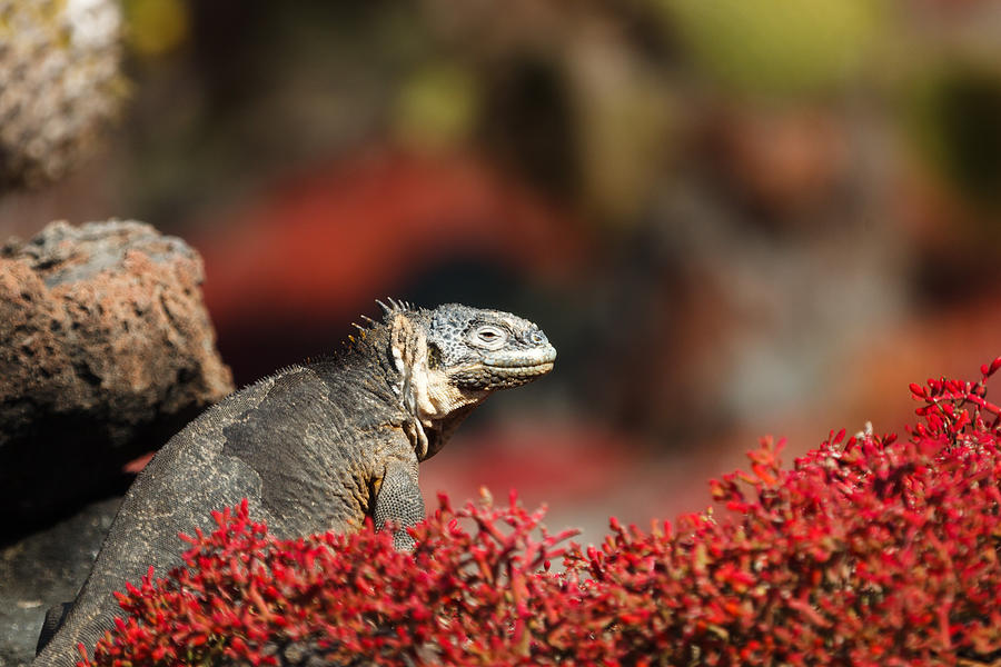 Galapagos land iguana sits among colorful red vegetation Photograph by Markus Gebauer Photography