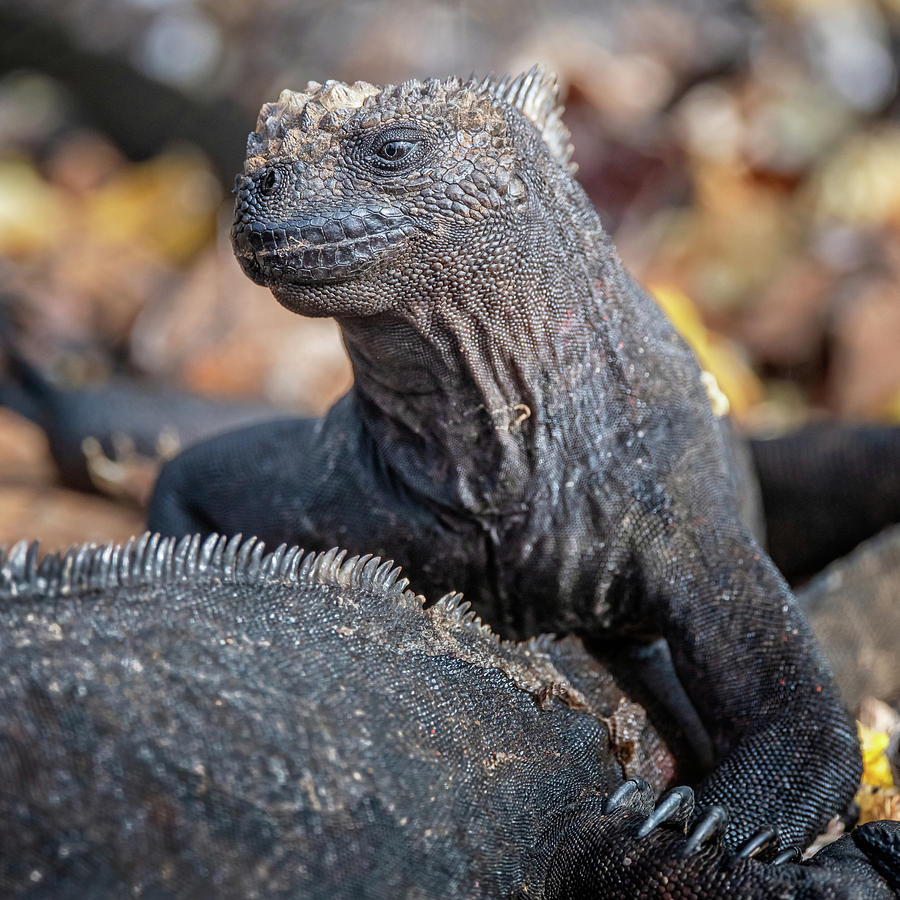 Galapagos Marine Iguana Photograph by Joan Carroll
