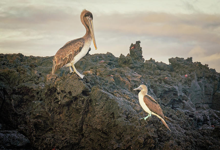 Galapagos Pelican and Blue-footed Booby Photograph by Joan Carroll