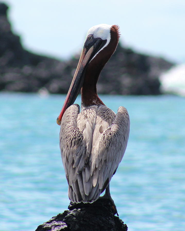 Galapagos Pelican Photograph by Joy Buckels