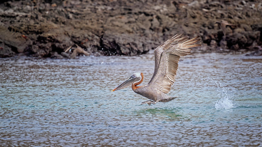 Galapagos Pelican Takeoff Photograph by Joan Carroll