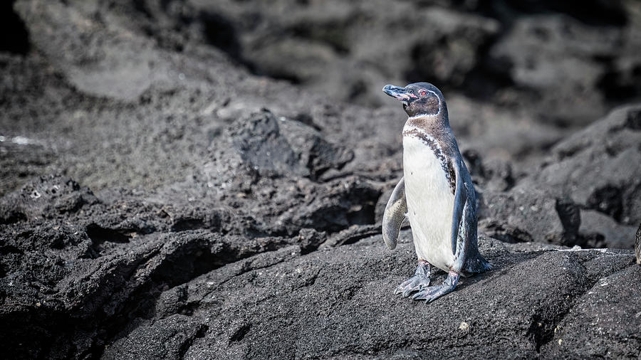 Galapagos Penguin 2 Photograph by Joan Carroll