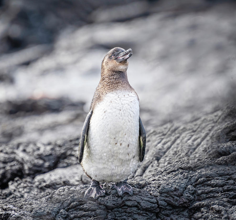 Galapagos Penguin 3 Photograph by Joan Carroll